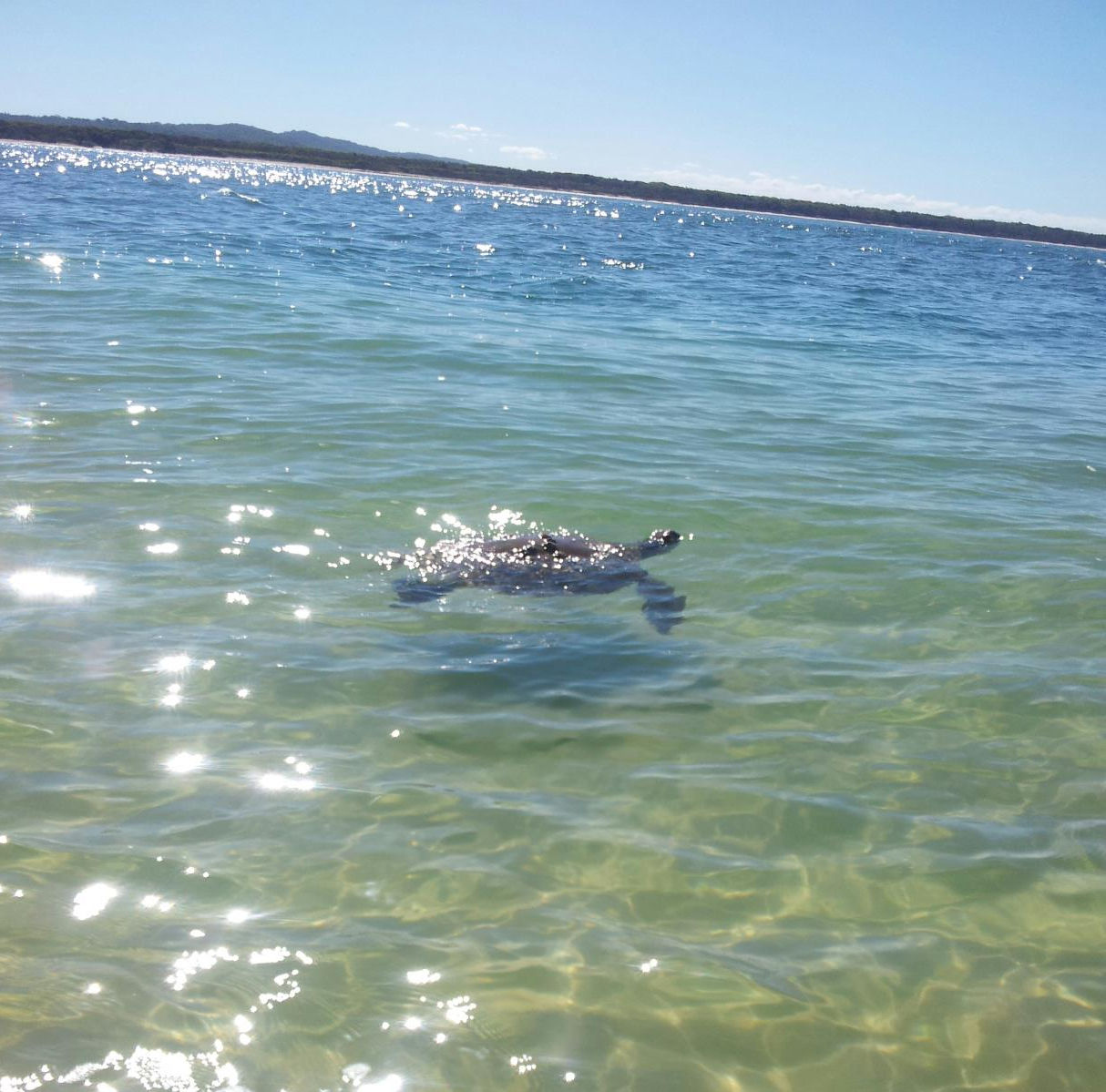 are dogs allowed at inskip point