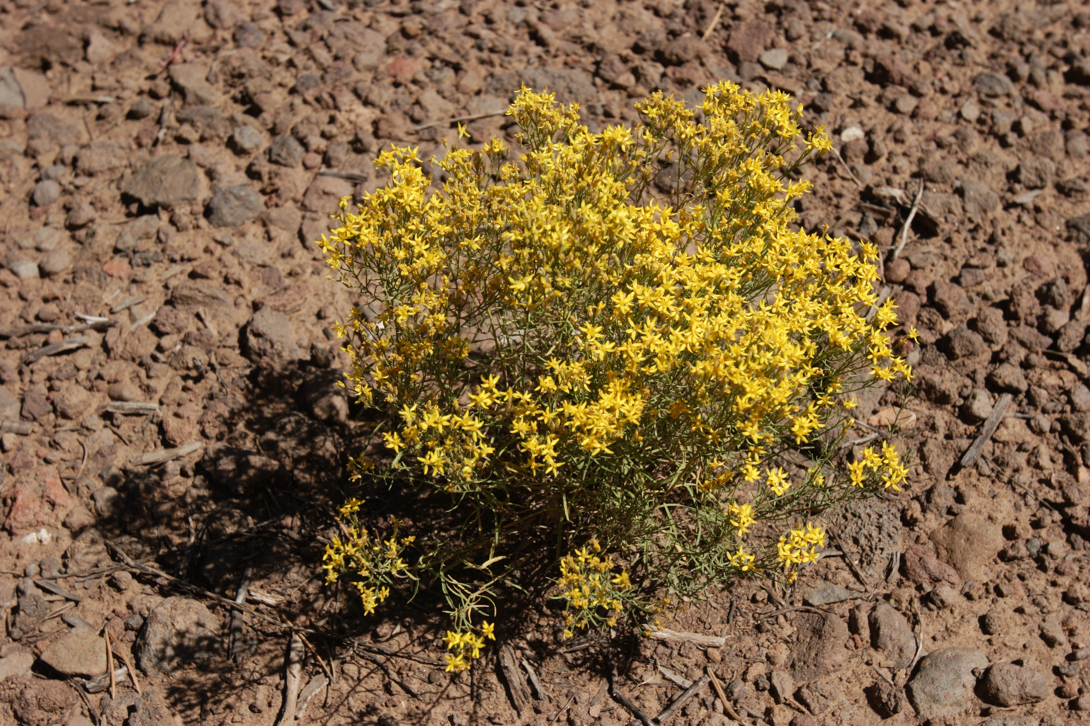 Snakeweed bush in the Grand Canyon.
