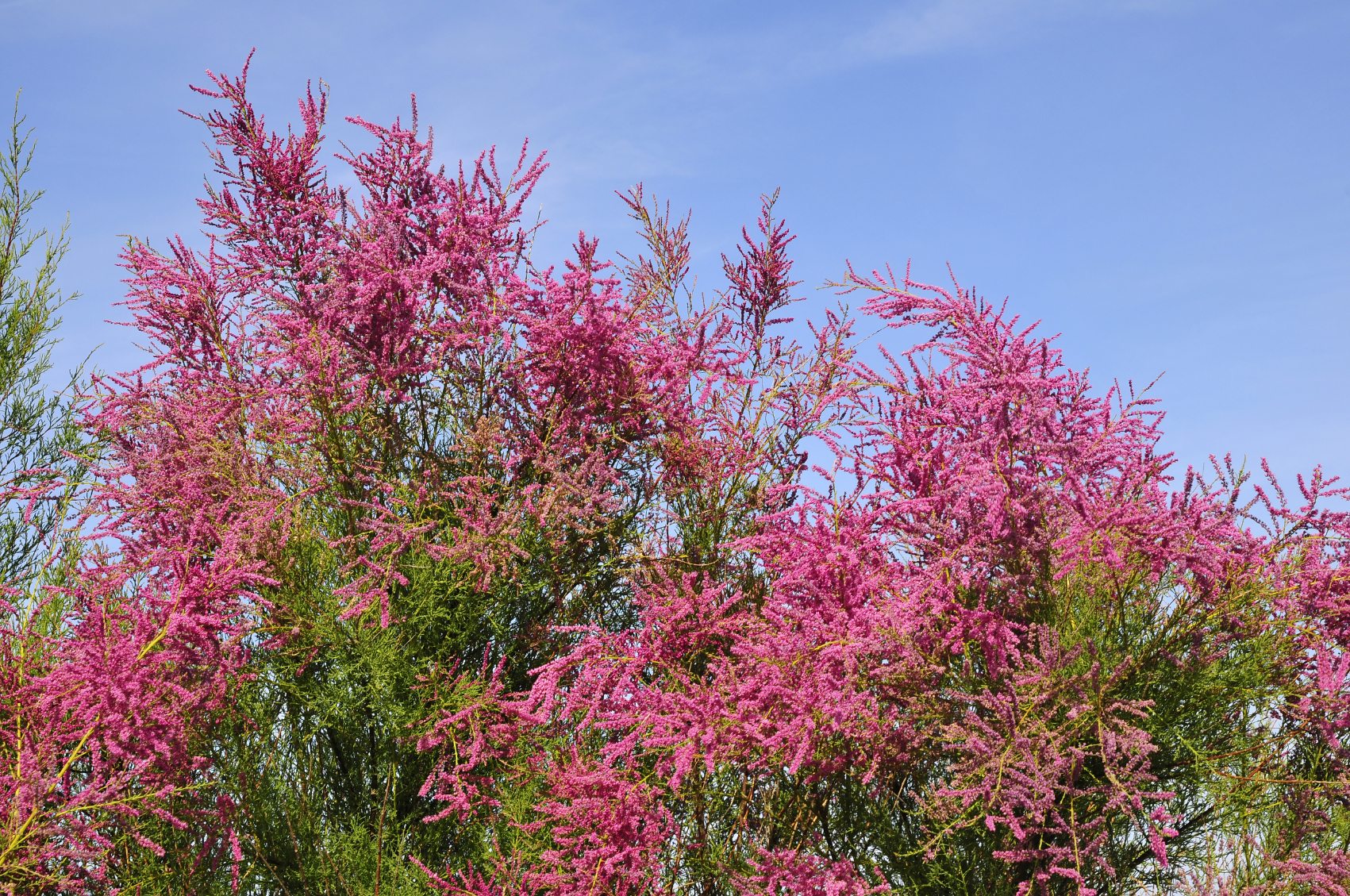 Tamarisk shrub at the Grand Canyon.
