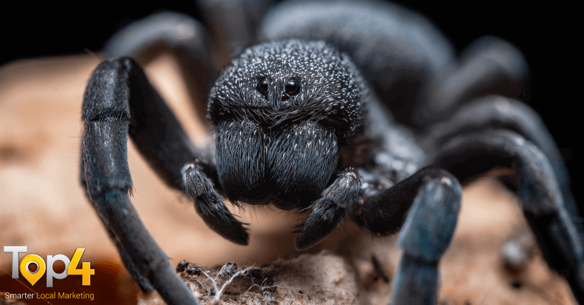 10 Natural Ways to Keep Spiders Out of Your House - Top4 Marketing