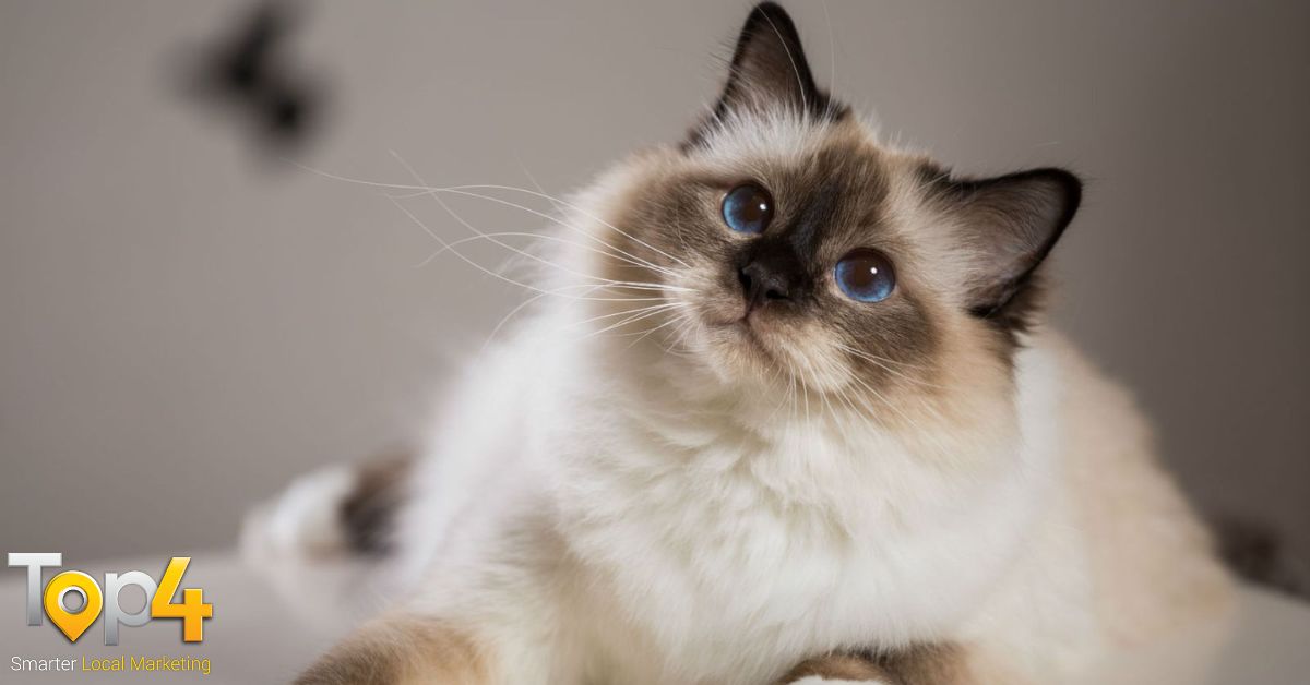 10 Facts About Cat You Probably Don't Know