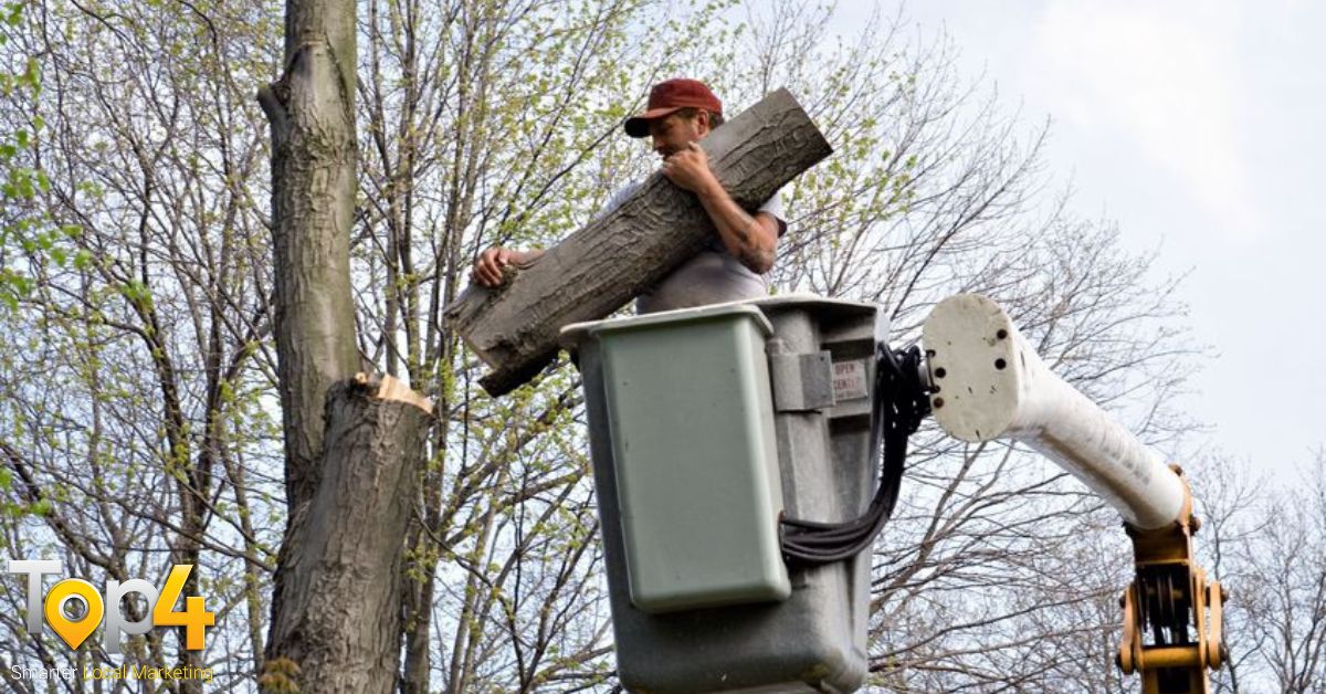 Things You Should Know Before Tree Removal